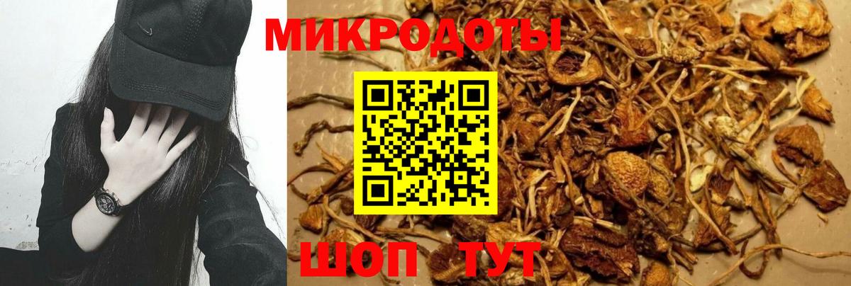 Галлюциногенные грибы Psilocybe Тара